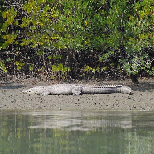 Sundarban Crocodile click by tour kori