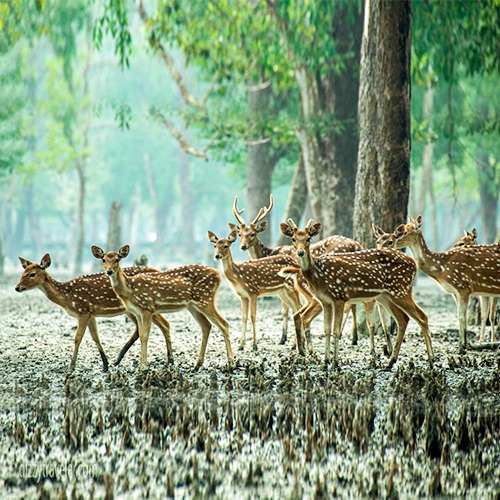 Sundarban Deer click by tour kori