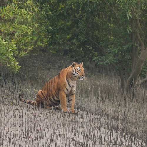 Sundarban tiger click by tour kori